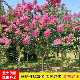 Crape Myrtle Saplings Crape Myrtle Seedlings Hundred Days Red Long Flowering Period Seedlings Engineering Garden Courtyard Greening House Seedlings Landscape Seedlings