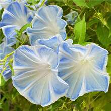 �������Ȼ��N�Ӵ�ţ�r�����ԾGֲ���ܴ�ȫ�Ј������������ܷN��