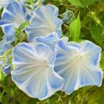 �������Ȼ����Ӵ�ǣţ�ʻ�������ֲ���ܴ�ȫ�г�Χ����ǽ��������