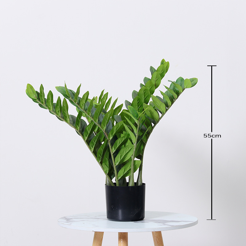 Money hojas en maceta-55cm