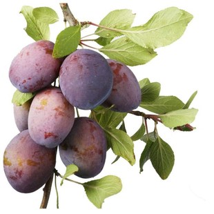 �������Ә������Ե�����÷��������籱���Ϸ��Nֲ���A��޽ӹ���