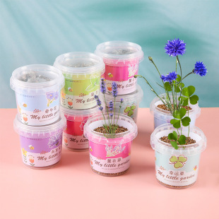 Small Potted Kindergarten Gift Indoor Planting Flower Seeds Student Desktop Green Plant Potted School Gift Blind Box