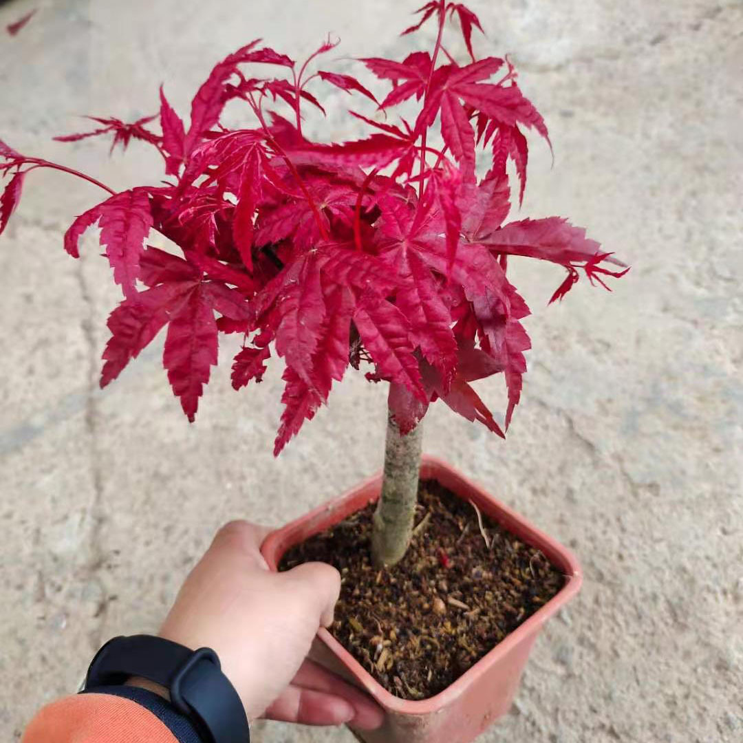 【基地直供】盆景绿植 盆栽花卉 居家绿植 植物花卉 140#红枫