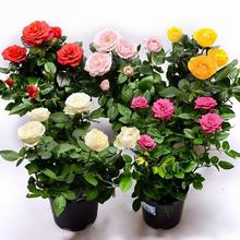 һlõ廨¼̨҃͏dļ_Gֲ辰