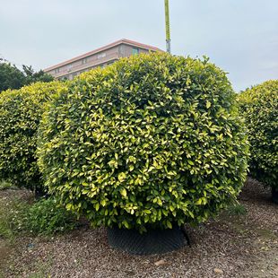 ��ľ�S������������l�ر��S���Ńr��t����ľ�G����ľ