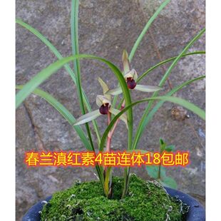 �㽭�ϷN�m�������� ���m ��t�� ���m�Ʒ���㻨������ֲ��