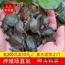 小甲鱼苗外塘养殖甲鱼团鱼水鱼王八苗中华鳖苗包活养殖地直垒德株