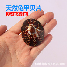 天然贝壳小海螺稀有龟甲贝片收藏标本鱼缸装饰工艺品拍摄道具批发