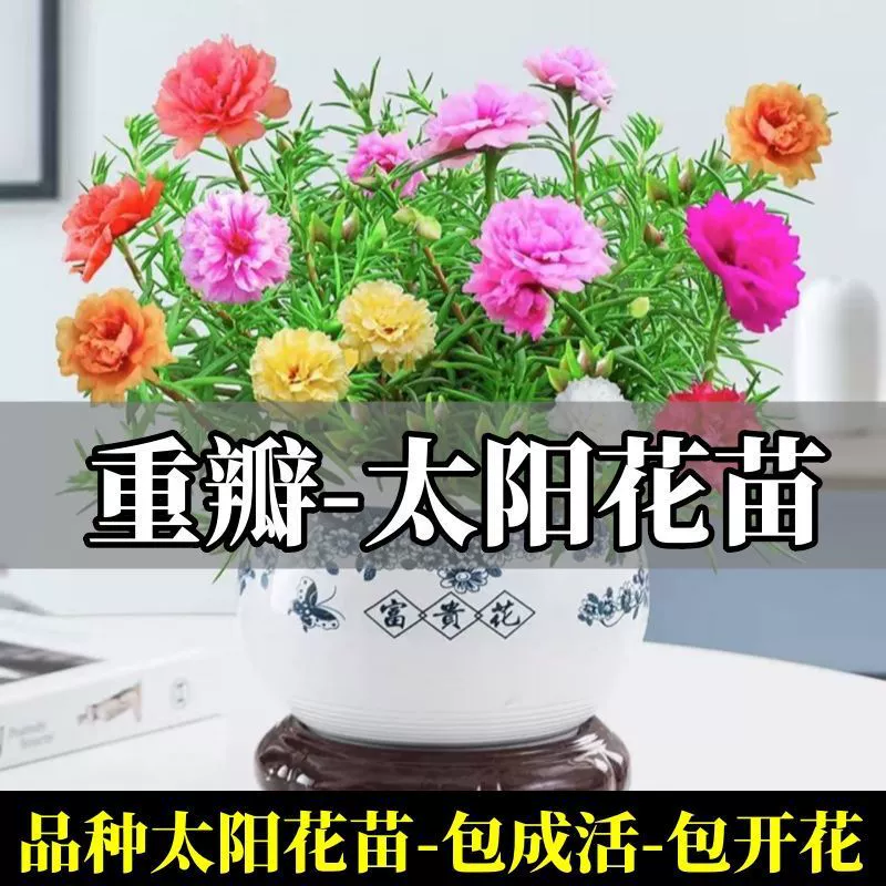 Двухлепестковые саженцы подсолнечника с корнями, горшечные саженцы, светолюбивые растения смешанного цвета с бутонами, цветущие в помещении на балконе и во дворе в любое время года.