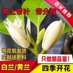 白兰花盆栽浓香室内大型绿植阳台嫁接办公室四季常青白玉兰花树苗