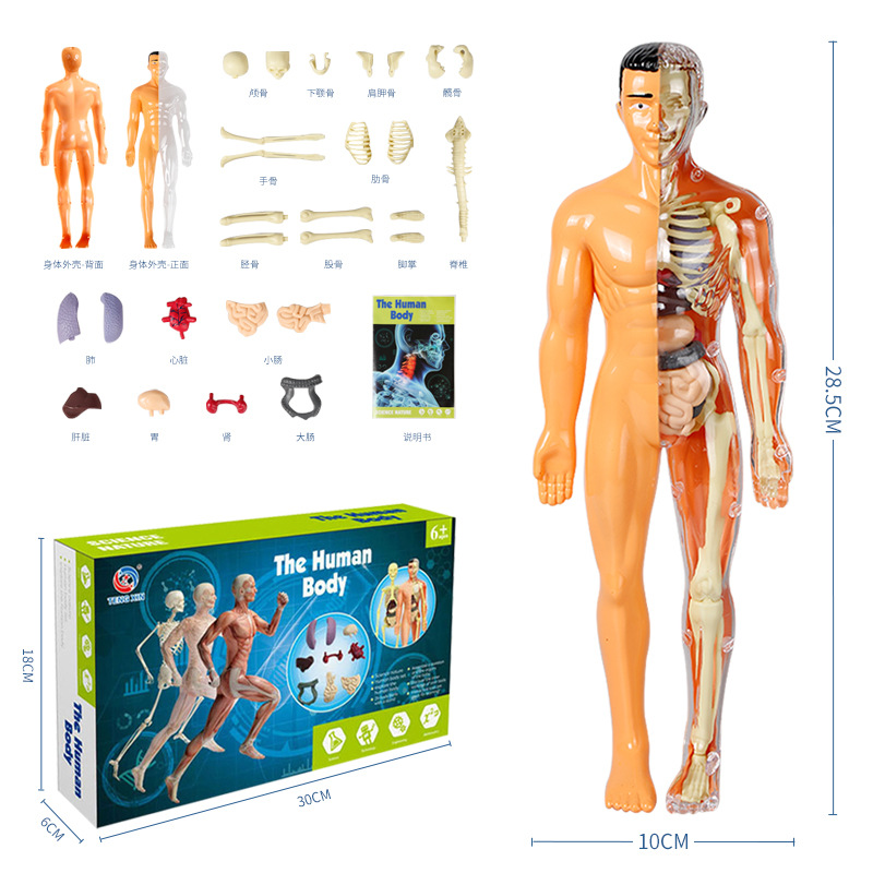 Human Model Children's Toy Stem Cognitive Science and Education Educational Organ Assembly Bone Skeleton Construction Factory Wholesale