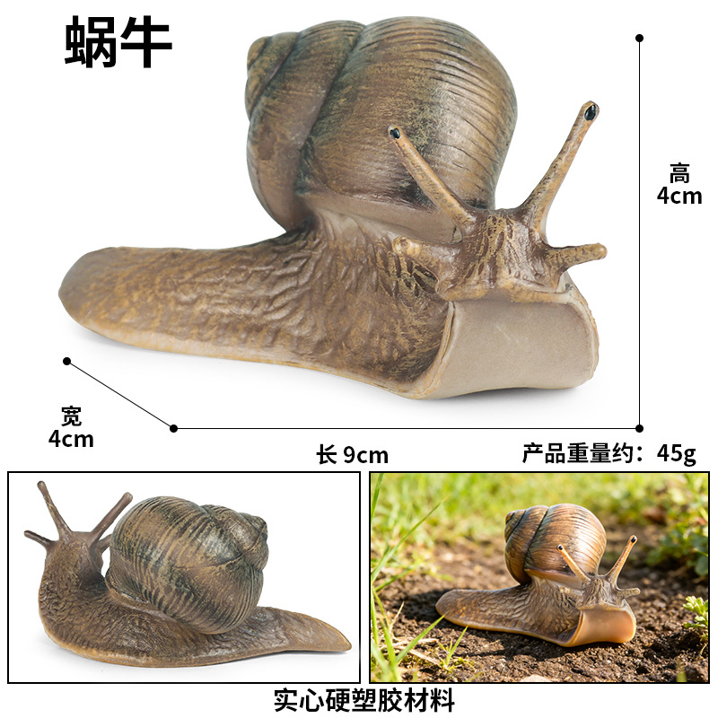 1658 caracol