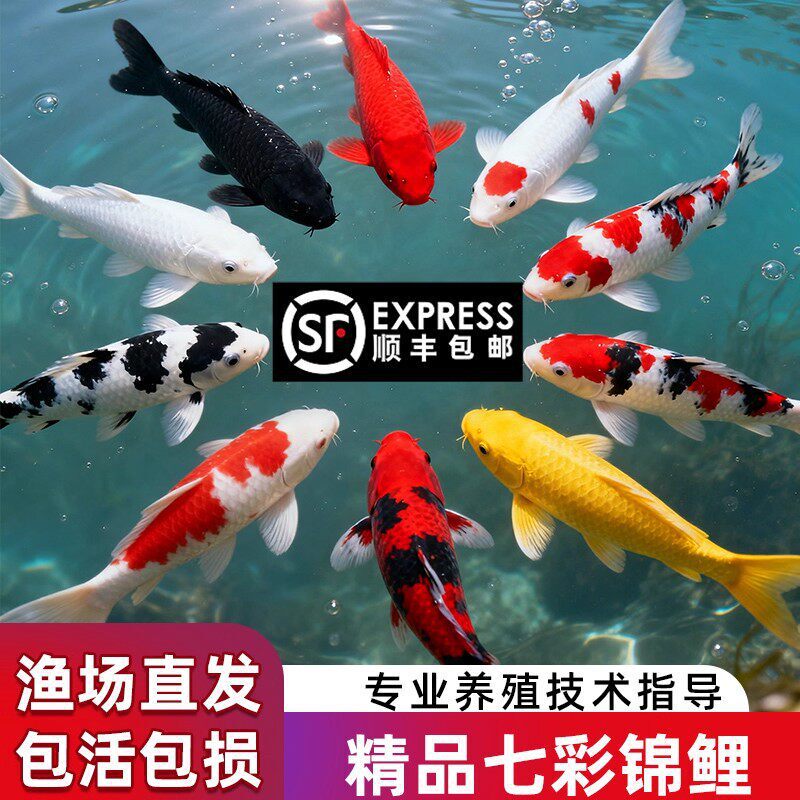 SF Express Koi fish, live ornamental fish, purebred, large red and white, cold-water, freshwater, easy to care for, long-lived, goldfish, cold-water fish SF Express Koi fish, live ornamental fish, purebred, large red and white, cold-water, freshwater, easy to care for, long-lived, goldfish, cold-water fish