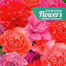 ����P�ɻ��N�Ӷ�����Լ������ļ��NͥԺ�ذ��ɫ�W�����ָ�׻�