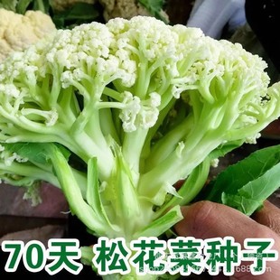 ���m���N�Ѵ��＾��Ҭ���߲˷N���ͺ��G�˻��ļ��໨�˷N