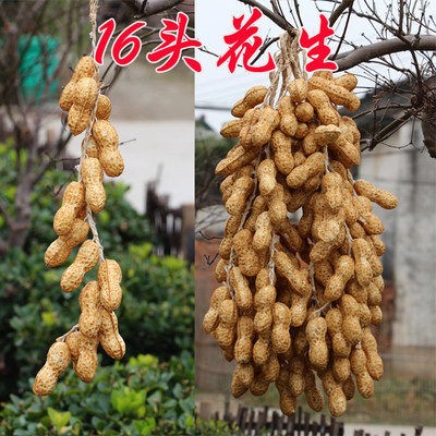 ③ⓠ❀➤✘ㄌ゠花生16头一串◄