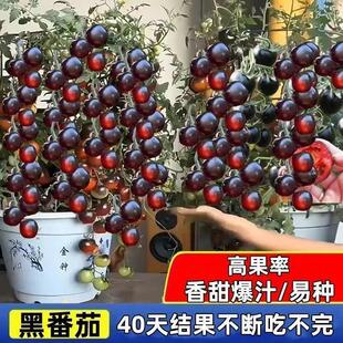Black Tomato Seeds Waterfall Tomato Black Pearl Tomato Small Tomato Seeds Potted Cherry Tomato Fruit Seeds