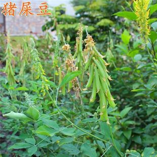 �iʺ���N��ľ����ľ�o�²���߅�¹����;Gֲ��E���A�~�G���N��