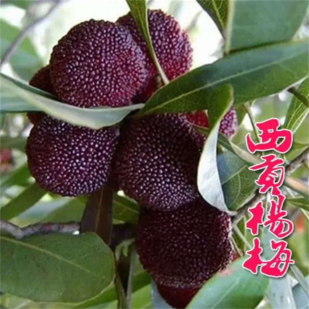 东魁杨梅苗果树苗批发嫁接杨梅树苗特大早熟南方北方种植当年结果