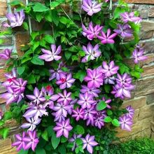 FɏNѻFɏN̨ͥԺԮٷNӡ羳