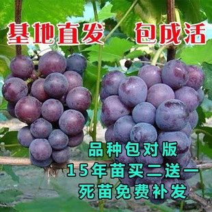 ���ј��m�ش�޷�����������ꖹ�õ�����ј��籱�Ϸ��Nֲ�������