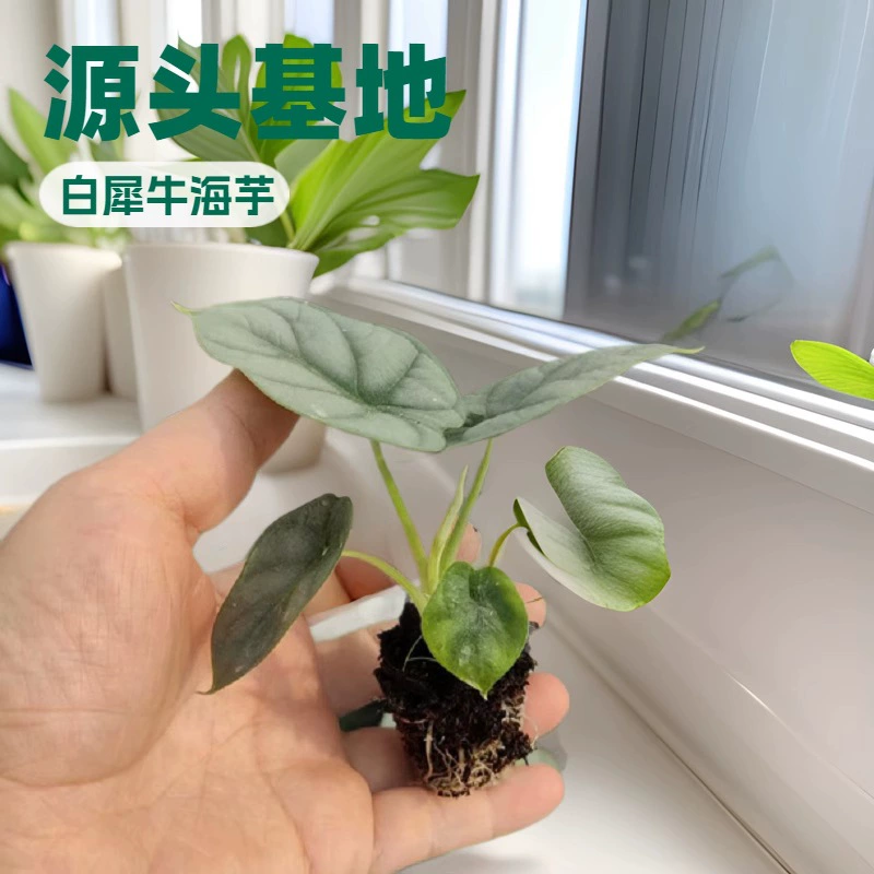 Белый носорог таро, зеленое растение для дома и офиса, миниатюрное растение в горшке, забавное и модное, популярные рассады, постоянно зеленое круглый год.