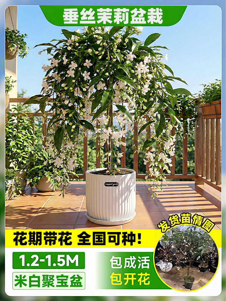 Flores de jazmín en maceta, flores de fragancia fina, fáciles de cultivar en interiores y exteriores, flores perennes ornamentales. image 27