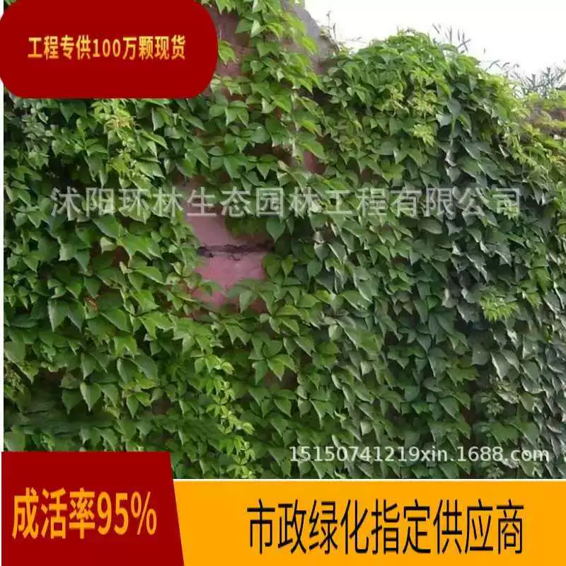 Тигр для скалолазания, тигр для скалолазания на стене, пятилистная парча, горные саженцы, наклон с деревянным краем, альпинистские растения для шахтной зоны, озеленения инженерных саженцев, прямые продажи на базе