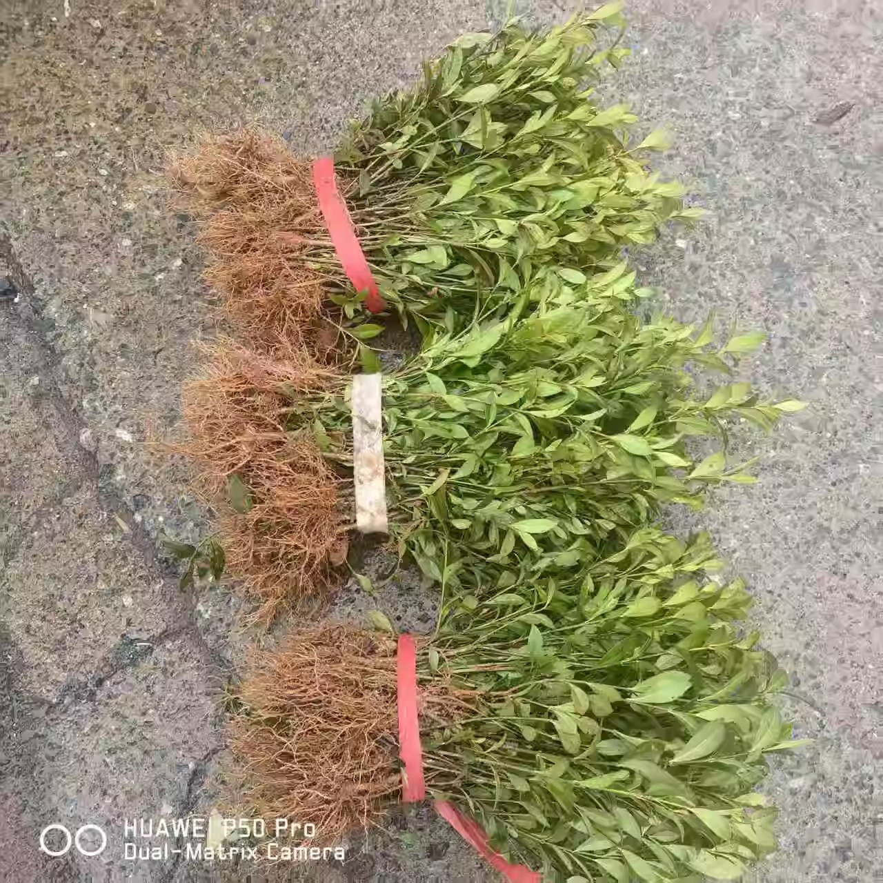 大叶栀子花苗浓香型重瓣地栽室外庭院别墅大朵花卉小叶栀子花盆栽