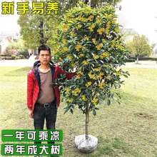 �𻨘������͹����Դ�����ľͥԺ�ļ�����ֲ���ͺ����㻨��