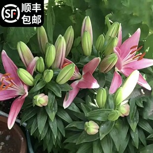 ��ˮ�ٺϷN�������M���ذ�ٺϷN���҃��ļ��_���Gֲ���ܷN�����l