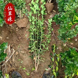 宿根花卉;一二年生花卉;灌木