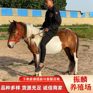 �����R���w�Bֳ �����Ȍ��O���m���R ���^��ͯ�T���Rƥ���U����