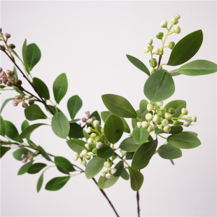 ˇ�g�ָй�֦�{ݮ����6�zӰ��֦��廨�b�Ʒ�~�����Ҿӵ������l