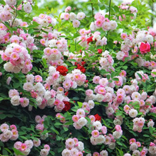 һ�����l�Nޱ���������¼��󻨝�����Ԯֲ��ͥԺ�̨õ�����Ե���