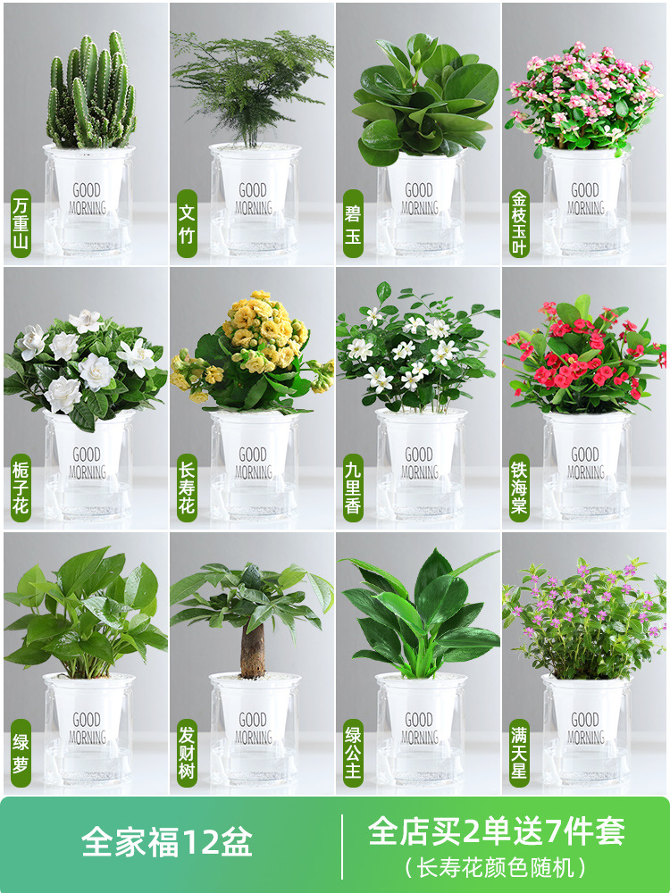 [가족사진패키지] 집에 가져갈 화분 12개 선물팩