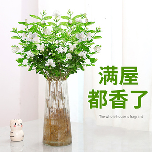 Jasmine Hydroponic Plant Potted Living Room Office Desktop Easy to Grow Florals and Green Plants Water-Grown Florals Bloom All Year Round