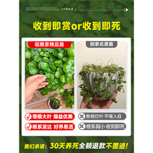 ��Ʒ���~�~�X��ˮ��ֲ����X��������ͥԺ�҃���Gֲ�辰�ļ����B