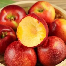 【批發價】黃心大油桃新鮮脆桃水果桃子脆甜10斤一整箱非水蜜毛桃