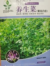 養生菜種子紫花苜蓿種子高蛋白植物種子保健蔬菜種子盆栽四季播種