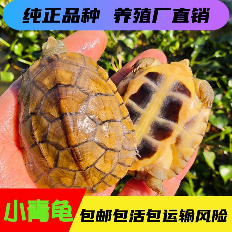 Purebred Small Green Turtle from Wai Tang, Three-Yellow Anhui Yellow-Throated Water Turtle, Small Turtle, Stone Money Turtle Hatchling, Pet Ornamental Water Turtle