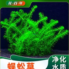 ��ˮ����ˮ��ֲ���~���쾰�~�ݸ������B�~�G����Ժ󾰾Gֲ