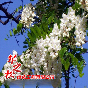 ��ζ����С���^�p�̻������L�ͺ����L�o��ֲ��Ҏ���