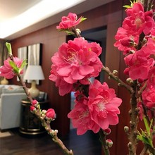 ذһϘ̨҃辰^pһͺB