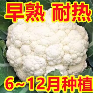 ���˷N���๣��Ҭ�˰׻����͟��ͺ����˷N�Ѵ�ȫ�������߲��ݲ�