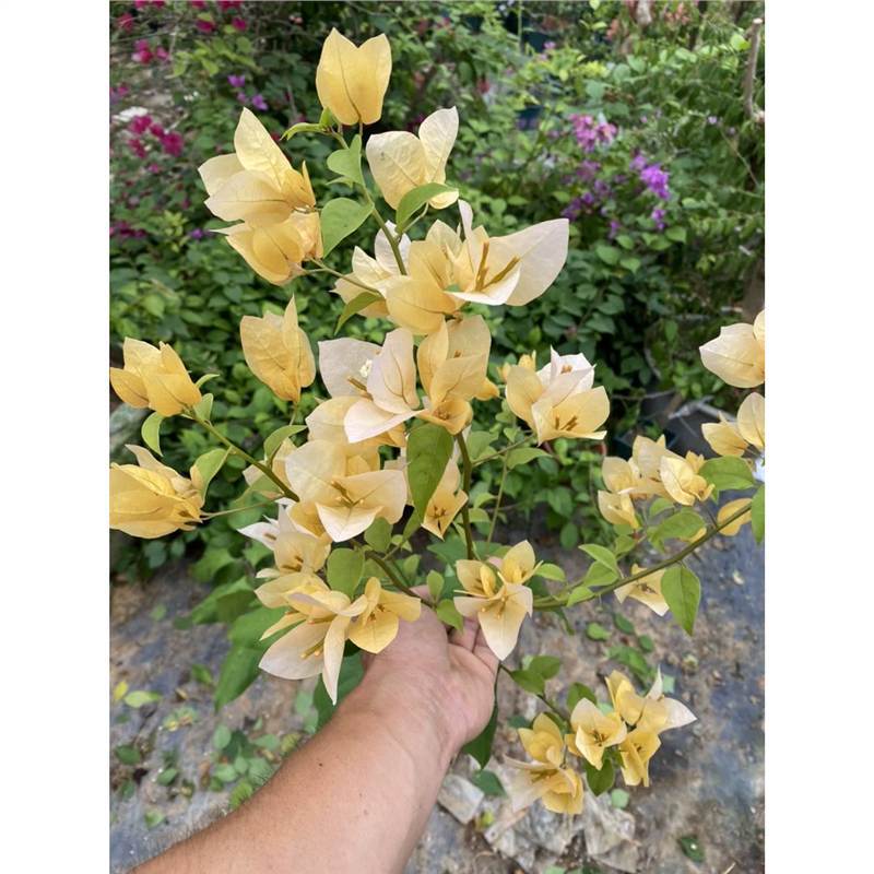 Ciruela triangular planta en maceta nueva variedad de flores de flores de rosa balcón patio aire purificado cuatro estaciones flores bonsai