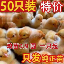 五黑鸡活苗青脚绿壳宠物小鸡三黄鸡芦花蛋土鸡麻鸡红鸡九斤苗