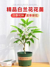 白兰花玉兰树苗盆栽老桩黄角兰桷果室内四季花卉绿植庭院带花植物