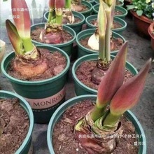 进口特大朱顶红重瓣种球四季开花庭院阳台盆栽花卉大全养不死鬼魁