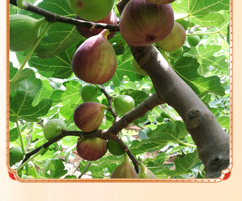 Dried Fig Slices Wu Hua Guo 500g Natural Fig Tea for Brewing and Culinary Use quality and texture